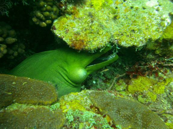 uma enorme e linda moréia verde ao lado do naufrágio Veronica L, em Granada